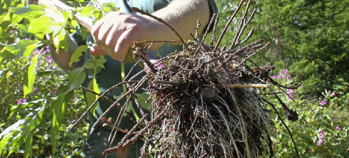 FSMEHOST's tweet image. #daswurzelanderübelpacken