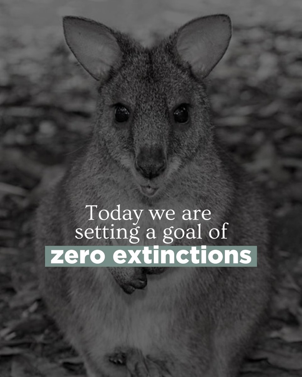 tanya_plibersek's tweet photo. Unlike the previous government, I’m not going to accept extinctions as inevitable.
We need to protect our precious wildlife. https://t.co/TzCdvzlrmg