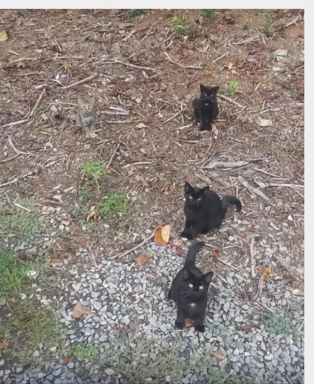 mr-cyaka-on-twitter-how-many-cats-in-the-picture-https-t-co