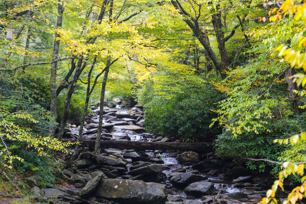 TravelGburg's tweet photo. A few fall colors are starting to appear in the Smokies. https://t.co/bTYgVG8qRj