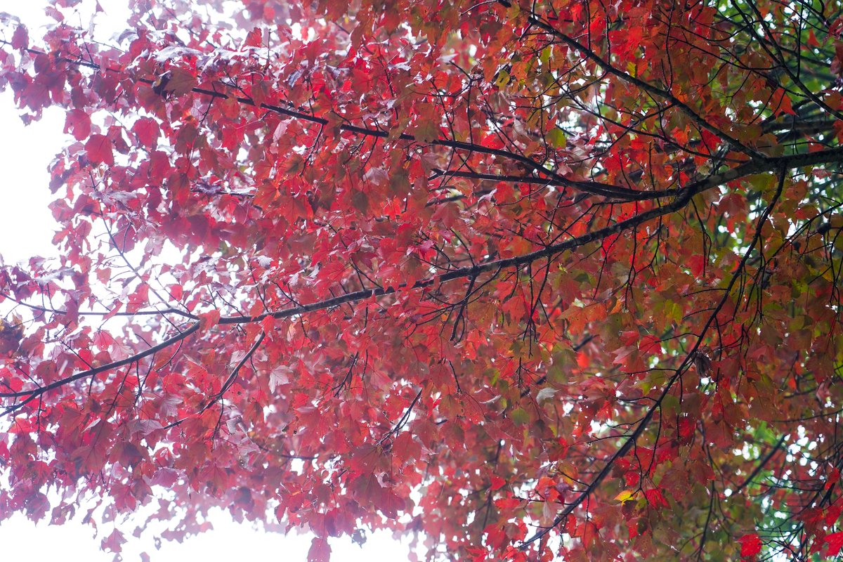 TravelGburg's tweet photo. A few fall colors are starting to appear in the Smokies. https://t.co/bTYgVG8qRj