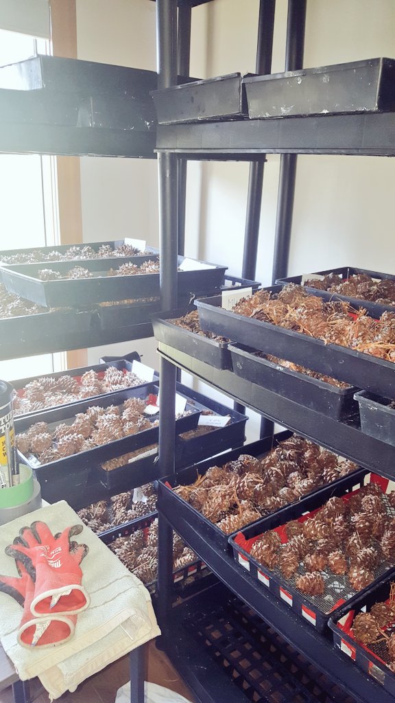 AlanaClason's tweet photo. I love the smell of whitebark pine cones drying in the fall! One more day of cone collection and then it's time for seed extraction. Conservation and restoration of #whitebarkpine at the northern range limit🌲🌱 https://t.co/Tt9tLIE2Kz
