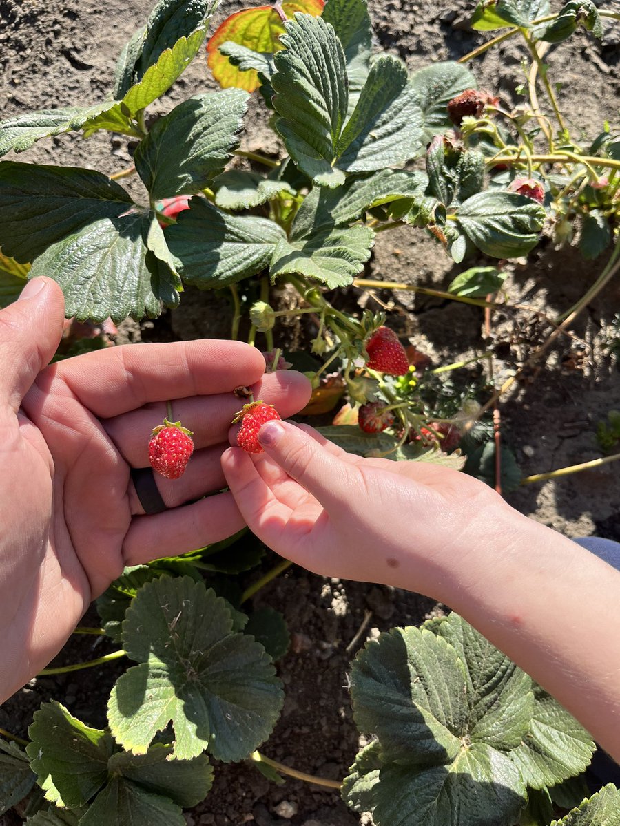 Walkerfarm306's tweet photo. October 3rd and the Strawberries are still making a solid effort to produce in #NWSask, It’s been a pretty good year for them https://t.co/Qi5654sTEj