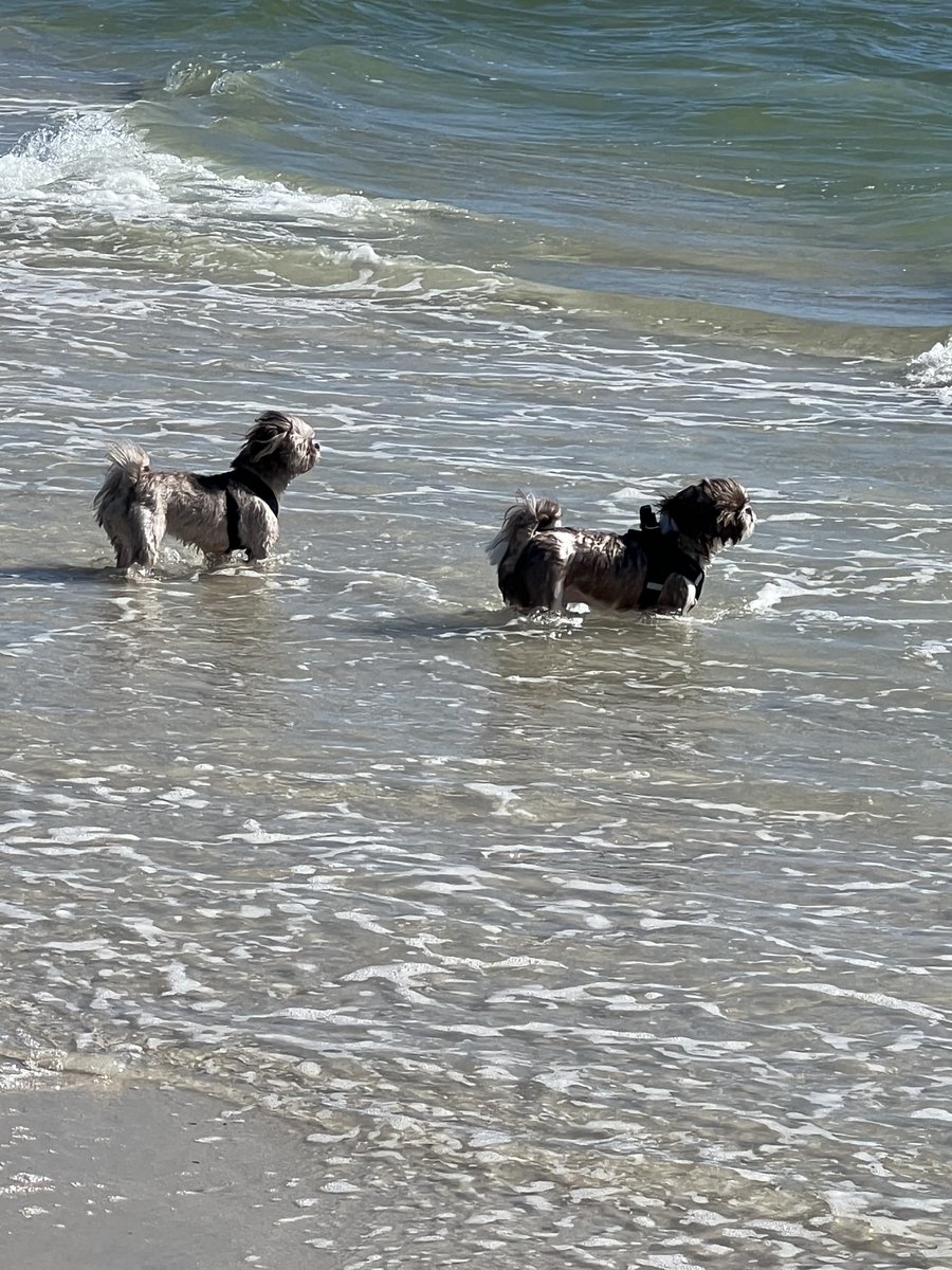 ClatterbaughS's tweet photo. Fall break did not disappoint- salt air, surf and puppies living their best lives. #fallbreak22 #beachlife #restandrelax https://t.co/q8qd76NXML