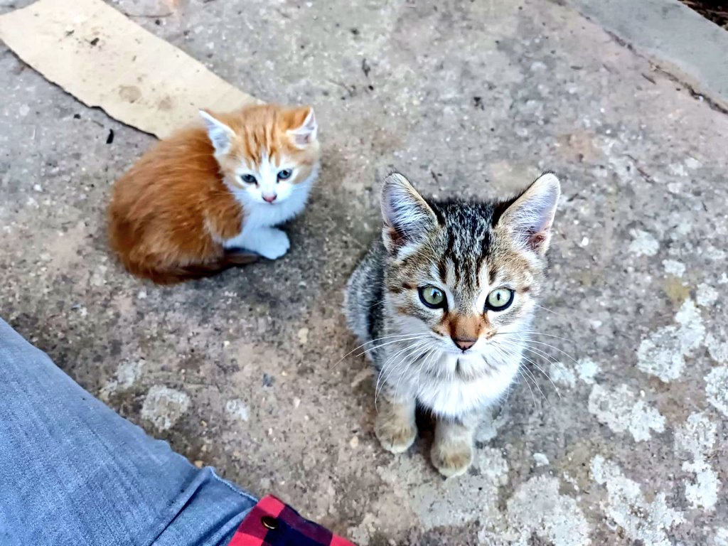 elenaortpin's tweet photo. Puedo tirarme un buen rato mirando cómo juegan estos pequeñajos.
#Animalesdecompañía #40de52 #Proyecto52 @mongeleon https://t.co/9KGyWehT6h