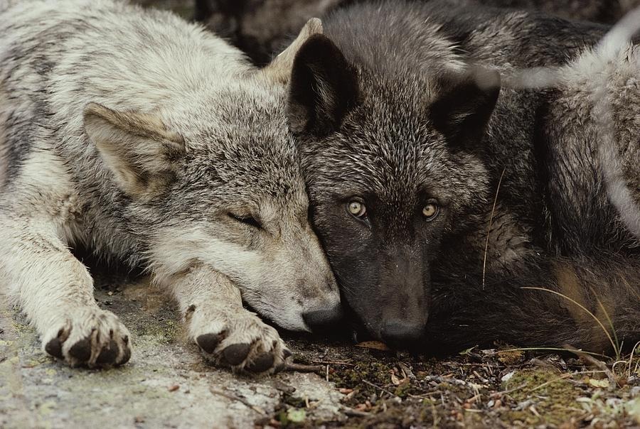 HourlyWolves presents: