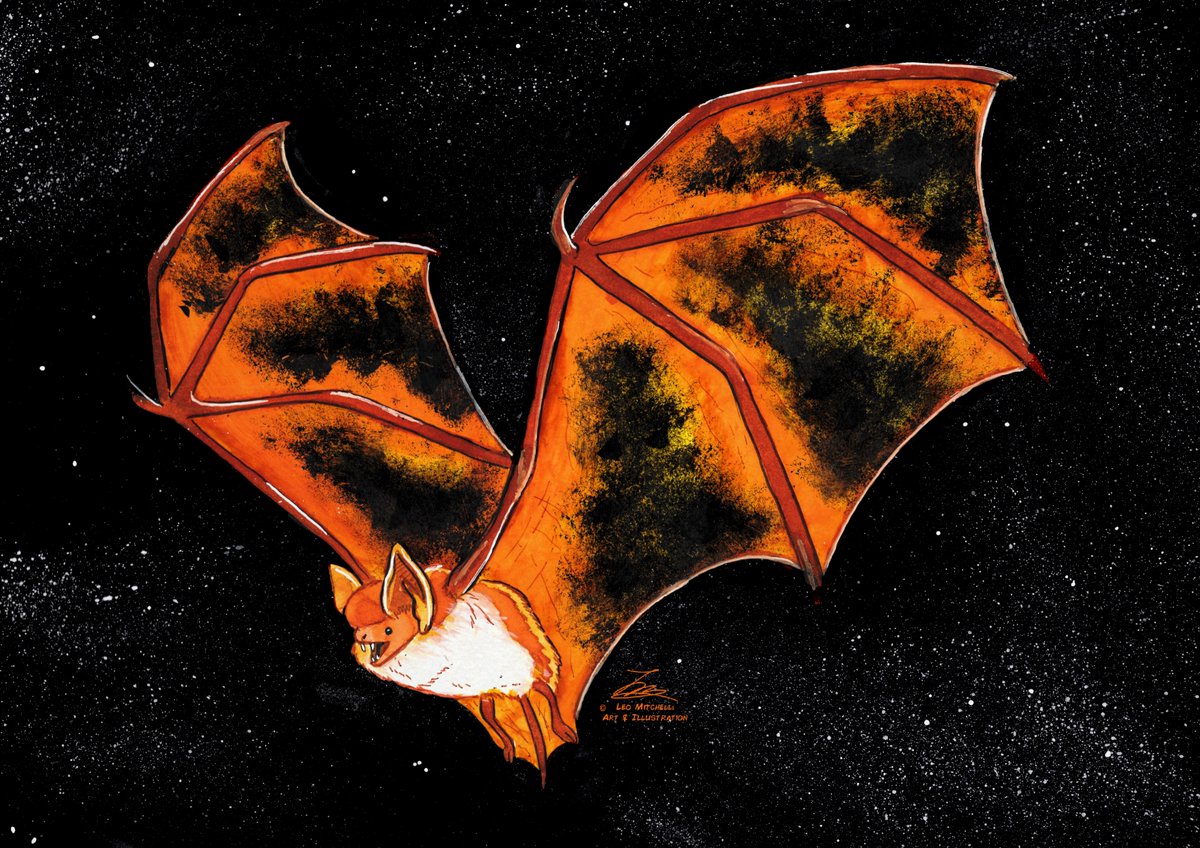 LeoMitchellArt's tweet photo. Inktober 2022 no.3 - “Bat” 🦇 
Have I ever mentioned how much I love bats? ‘Cos I LOVE bats! Including, but not limited to this Painted Bat.

#inktober #inktober2022 #ink #InktoberBat #inktoberday3 #artistsontwitter #bat #halloween #bats #cute #wildlife #PaintedBat https://t.co/l28jZ63fA4