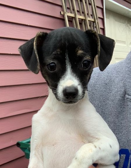 adopt_a_dog_bot's tweet photo. Laelia is a humorous broad, who can be found near Wonder Lake, IL! Laelia is a Toy Fox Terrier mix, who may or may not have extra toes. #ToyFoxTerrier #mixedbreed #mutt #dogsoftwitter #rescue #adopt #dog #WonderLake #Illinois #IL https://t.co/AzU1MMdE4F https://t.co/u7vEPGoGz3