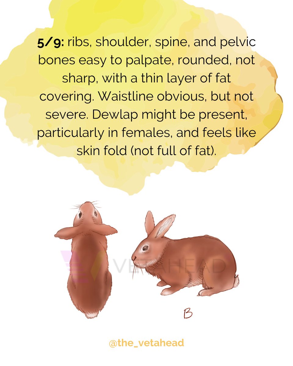the_vetahead's tweet photo. The scale ranges from 1/9 (too thin) to 9/9 (too fat). The ideal score is a 5/9, right in the middle.
Here's a quick guide illustrating rabbit's in three different positions in the body score scale.
#vetahead #rabbitveterinarian #rabbitmedicine #rabbitscore #rabbitvet https://t.co/y2Ajl9Matk