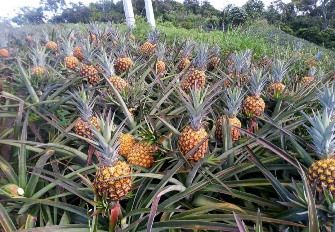 HectorGMantilla's tweet photo. Cariño especial para #Lebrija y sus pobladores en estos 146 años de fundación. Mi cariño y siempre gratitud por la amistad, por su impulso a la región y por representar a SANTANDER como la capital piñera del país 🍍 https://t.co/yHvjB3JFy8