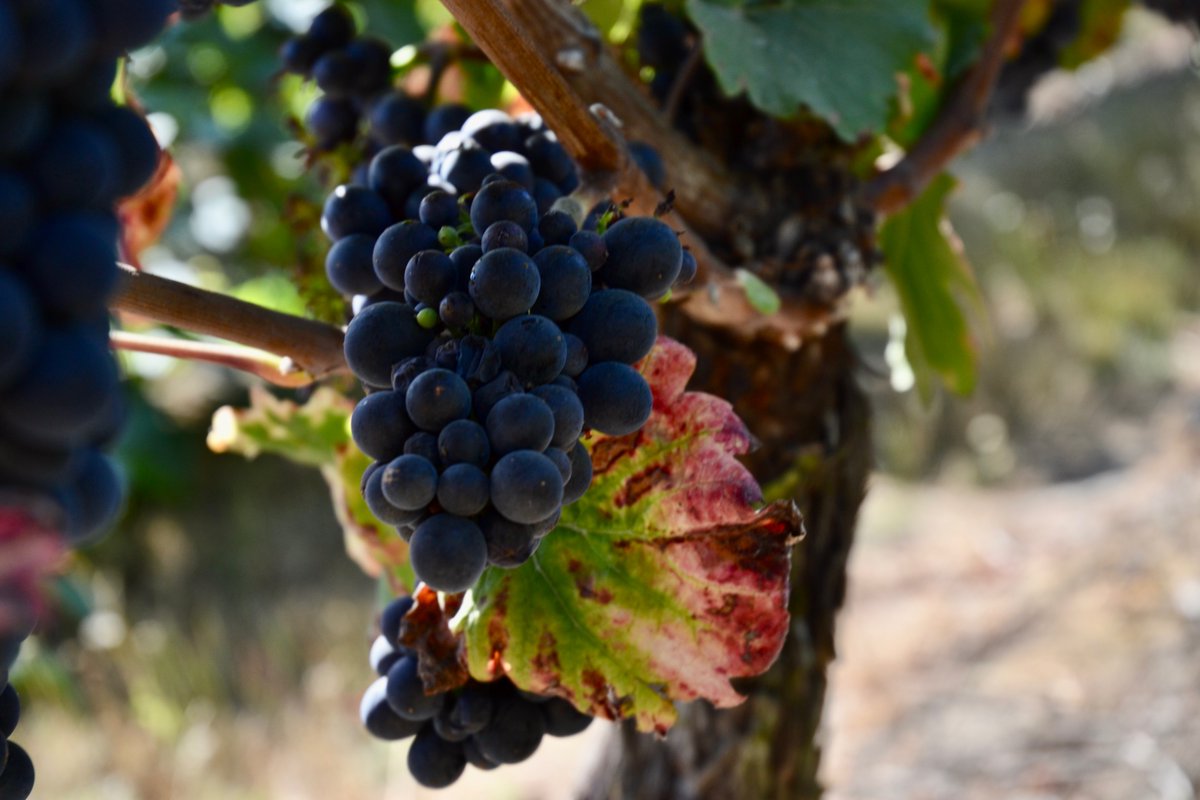AuroraColonyVW's tweet photo. The grapes are nearly ready for harvest...but not quite yet. Patience...
#auroraoregon #wvwines #2022harvest #wine #oregonwine https://t.co/CBl3WVcajy