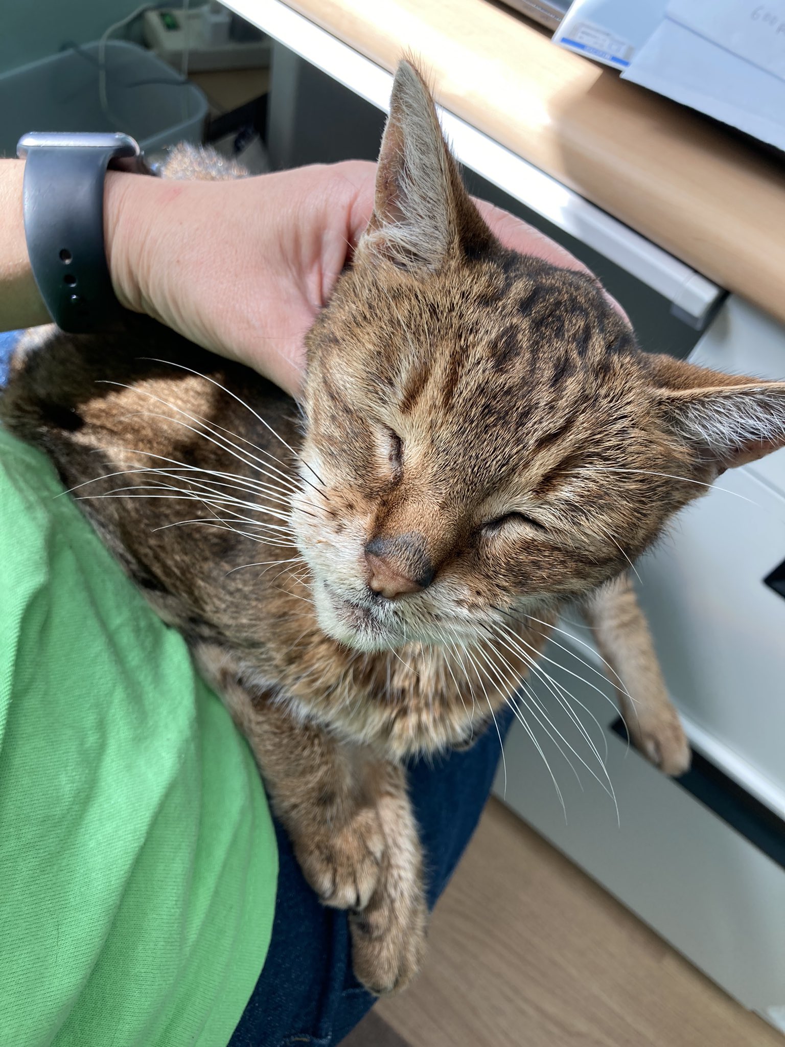 猫総合相談センターハッピータビー Tabbyclinic Twitter