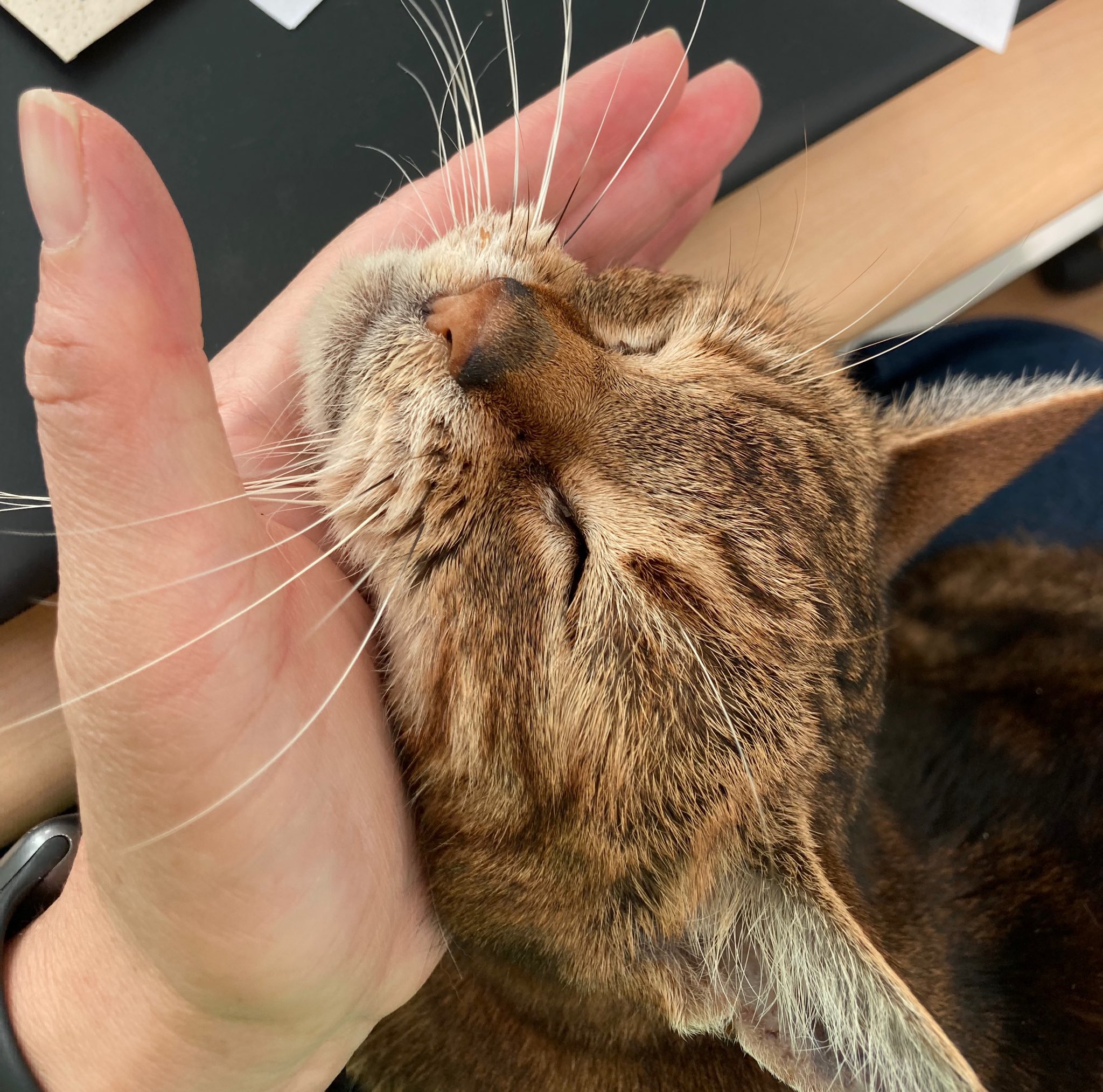 猫総合相談センターハッピータビー Tabbyclinic Twitter