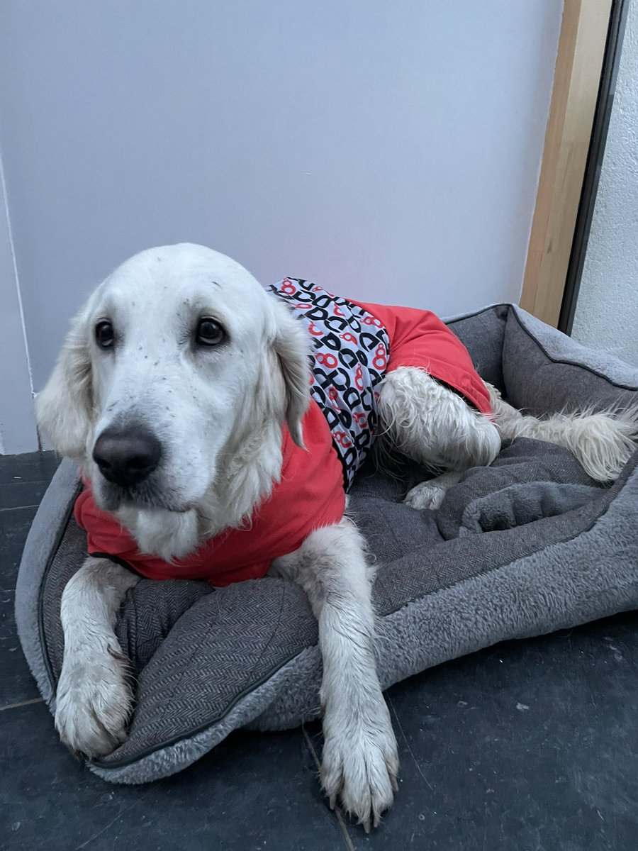 DogDryCo's tweet photo. Back from a late run in Woodstown in time to watch #HashtagDogs #getawetdogdry https://t.co/tOTzY8ESBG
