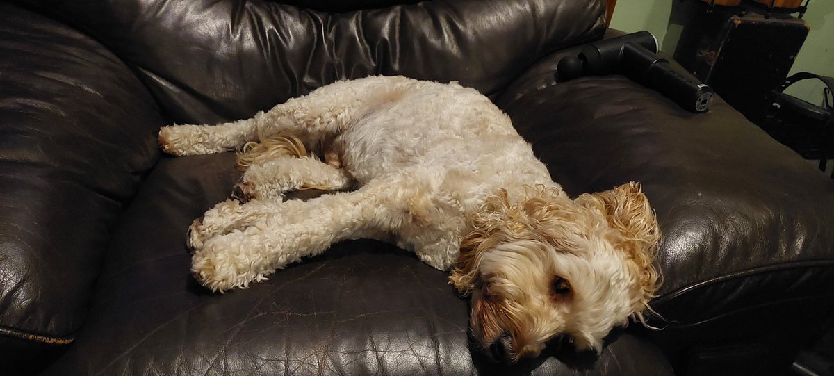 Joneylesgmailc1's tweet photo. #HashtagDogs Buddy flat out watching all the doggies #cockapoo https://t.co/6KEBIO92Su