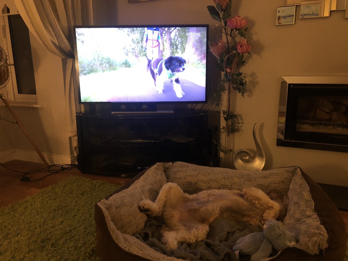 francisfoley's tweet photo. Part II #HashtagDogs absolutely comatose. https://t.co/kuTnOjjxnN