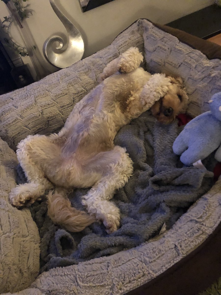 francisfoley's tweet photo. #HashtagDogs https://t.co/AKEHAmRjp4