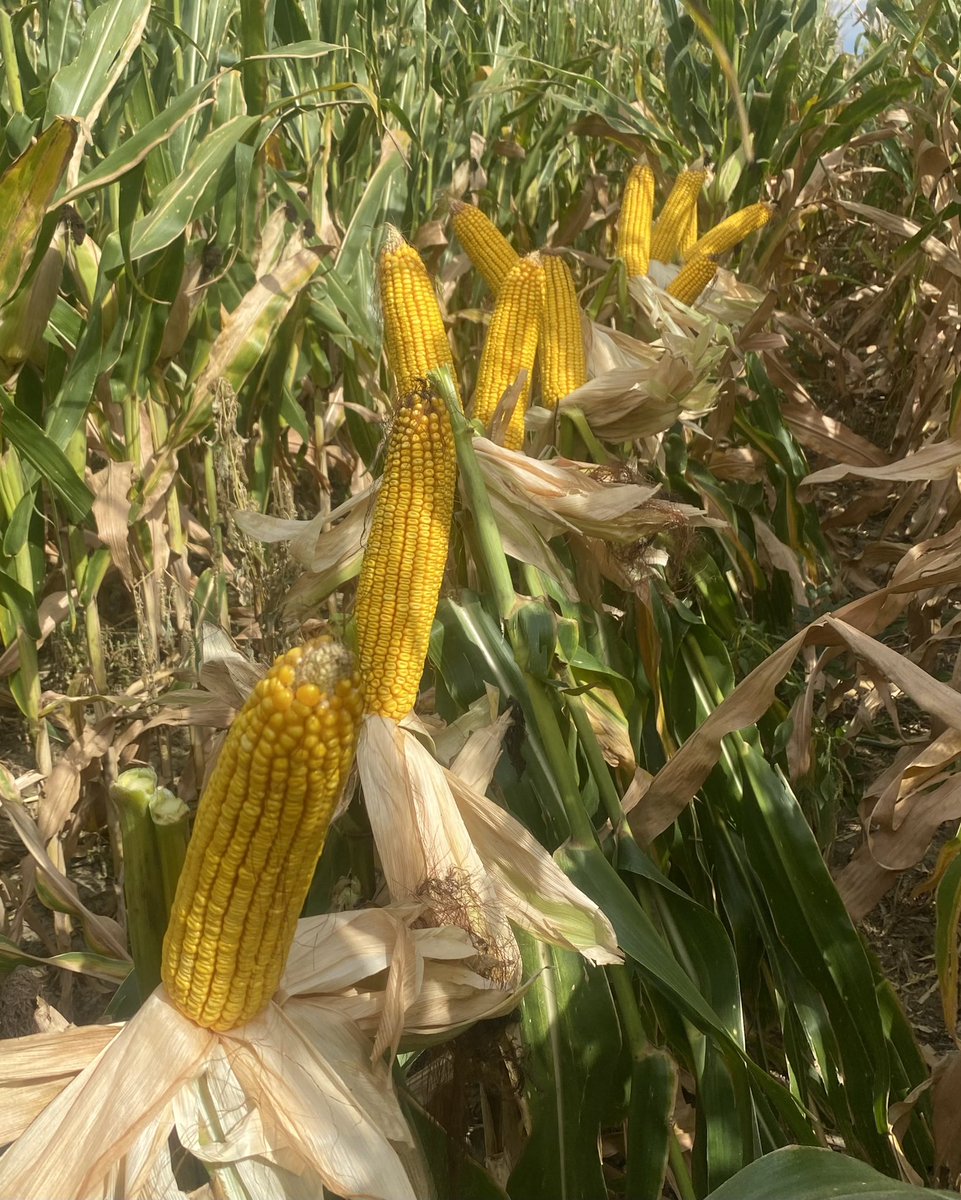 andyfoth7's tweet photo. This 104 day LG54C11 Duracade 5222-EZ from @LGSeeds checked a lot of boxes for this grower North of Burlington, Colorado. 

Performance on high pH soils ✅
Late season plant health ✅
Drought tolerance ✅
Above/below ground protection✅

Yes, that’s the “big” Monster energy drink https://t.co/Ot6kOmogdZ