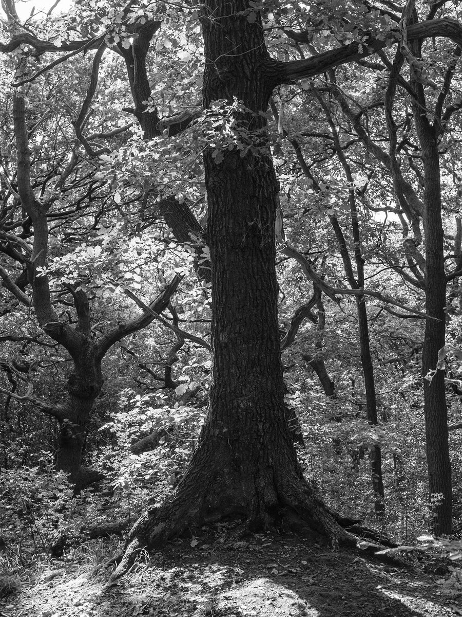 sam_morrey's tweet photo. Deep in Meanwood. 

#photography #meanwood #leeds https://t.co/E24rZS8okg