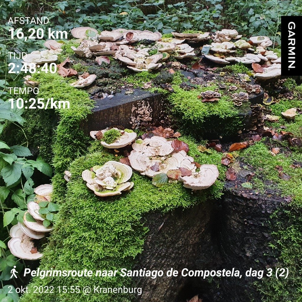 Ab_229's tweet photo. #Pelgrimsroute naar #Santiago de #Compostela, dag 3 (2)

#Kranenburg (D) - #GochNess (D) (Goch-Kessel): 16,20 km

#SantiagoDeCompostela
#GochKessel https://t.co/ONFWUxjbbl
