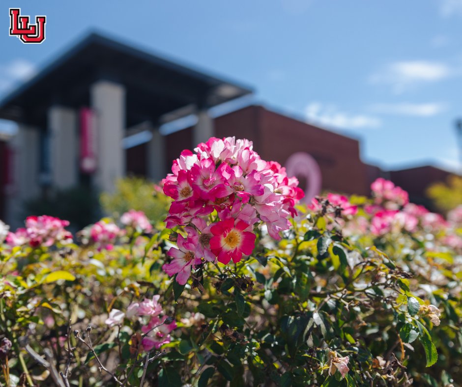 LamarUniversity's tweet photo. This month and every month, we show support to all who are affected by breast cancer. #WeAreLU https://t.co/WW6dK2qErV