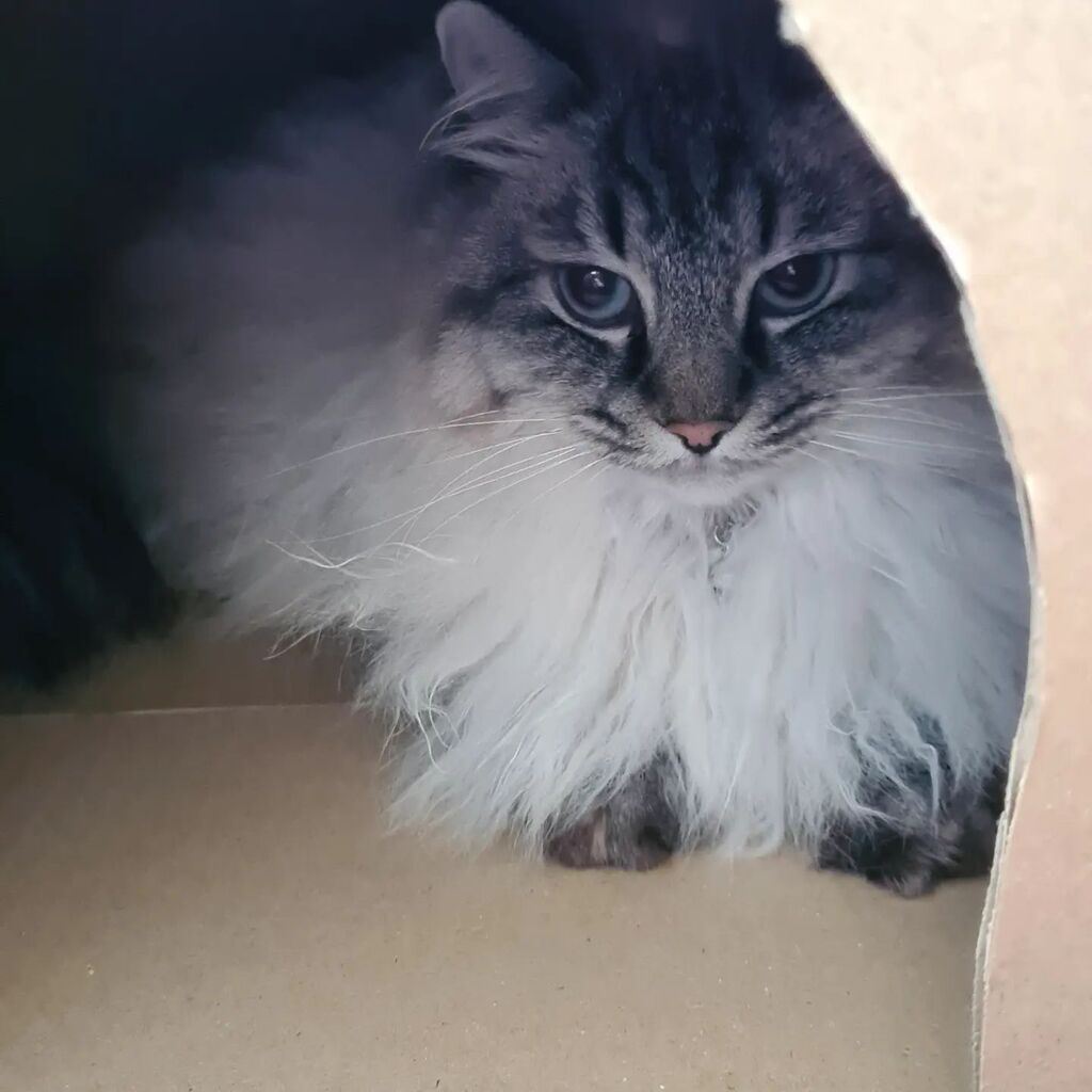 NuggetKiwi's tweet photo. I wasn't even done improving the box... she already claimed it as hers 🤣😅

#heyhallyupets #cats #catsoftwitter #ragdolls #cute https://t.co/3fGvgUkTLo https://t.co/bMdBpqxdCy