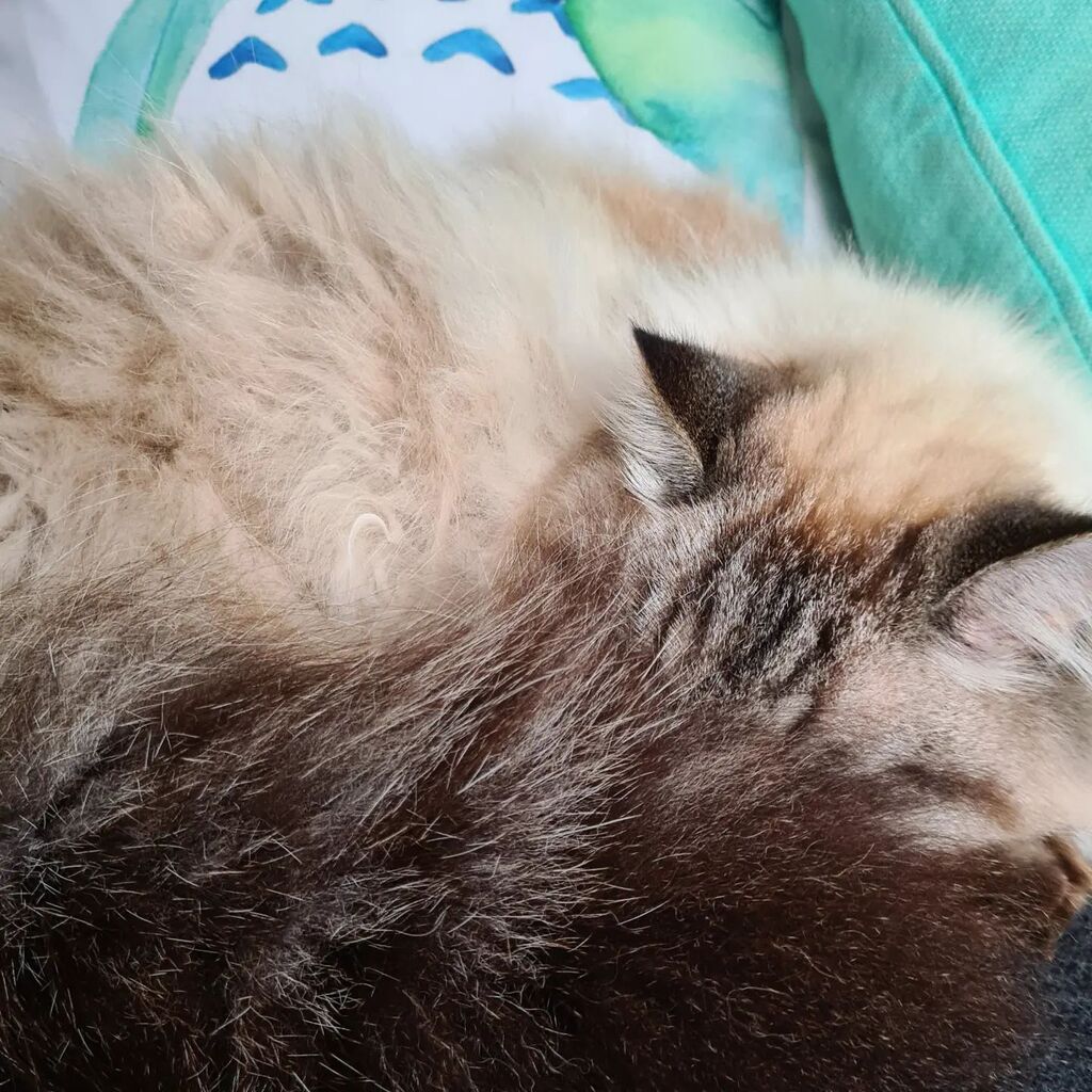 NuggetKiwi's tweet photo. Hidden Kiwi #cats #catsoftwitter #ragdolls #cute https://t.co/0ulXqbmdJp https://t.co/NoF3gGfemE