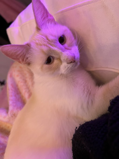 There&rsquo;s a cat on my lap. I repeat. THERES A CAT ON MY LAP https://t.co/H0bWAcZtaI