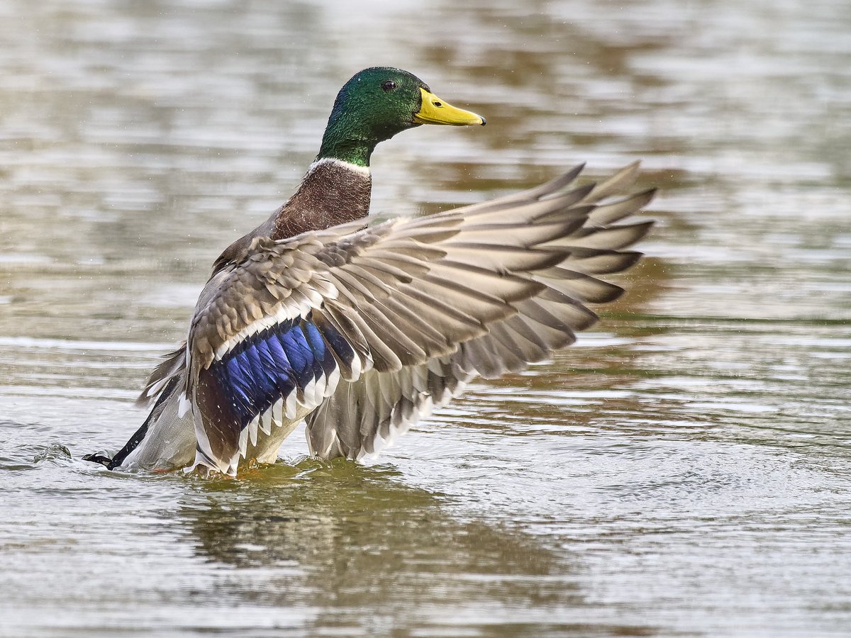 macg33zr's tweet image. The colours on a Mallard Duck #duck #flapping
