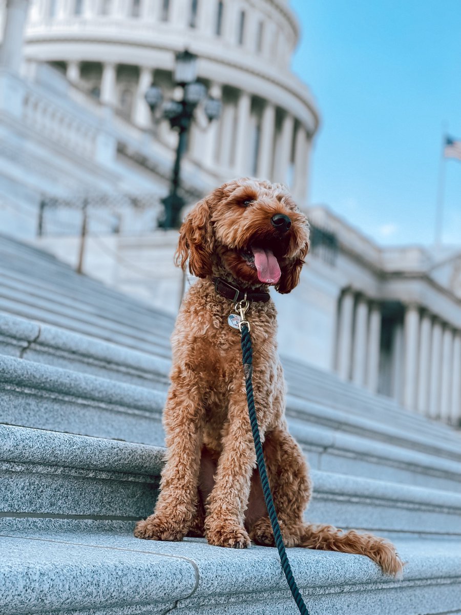 RCDiMezzo's tweet photo. I’d like to see more pictures of your dogs on this website after today’s news.

I’ll start — here’s Walter + Rosemary 🐾 https://t.co/CvgSCFr4Bf