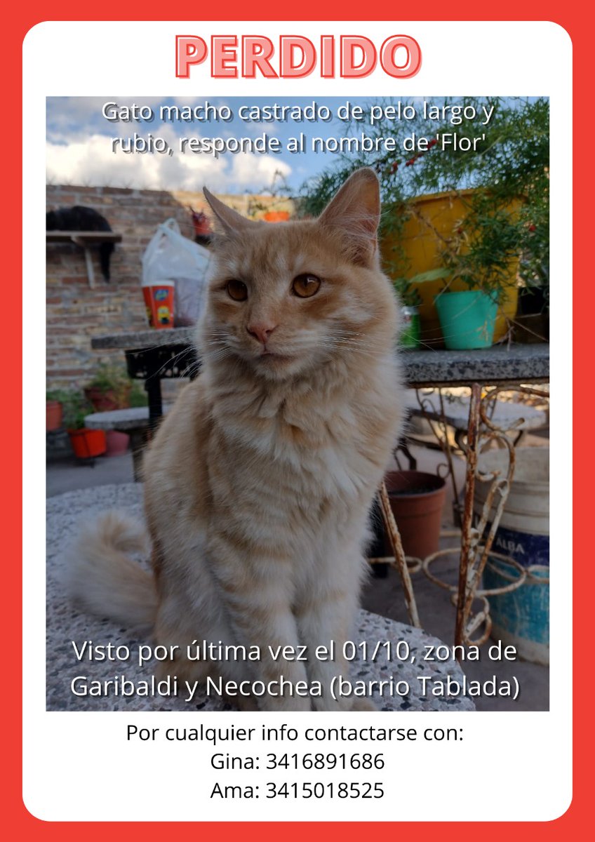Amaa_Azul's tweet photo. ¡BUSCAMOS A FLOR! es un gato macho de pelo largo y rubio. Fue visto por última vez el sábado 01/10, por la zona de Garibaldi y Necochea (barrio Tablada). Por cualquier información comunicarse al 3416891686 o 3415018525. Difundir por favor 🙏🏽 https://t.co/V0IbQWvLJE