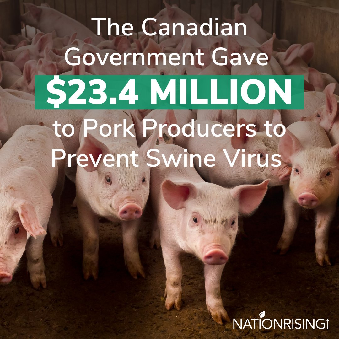Instead of pouring millions into the pork industry to prevent the spread of disease, we need to start investing in plant-based ag!

Help us shift subsidies toward a plant-based food system to prevent disease, address climate change &amp; protect animals. nationrising.ca/monthlygiving