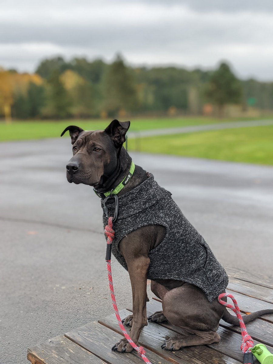 dorothydread's tweet photo. @dog_rates @subaru_usa This is Gozer the Gozerian. She was adopted with multiple skin infections as the rescue wasn't versed in Shar-Pei. Living her best stoic life now. https://t.co/QE7J1UDLLr