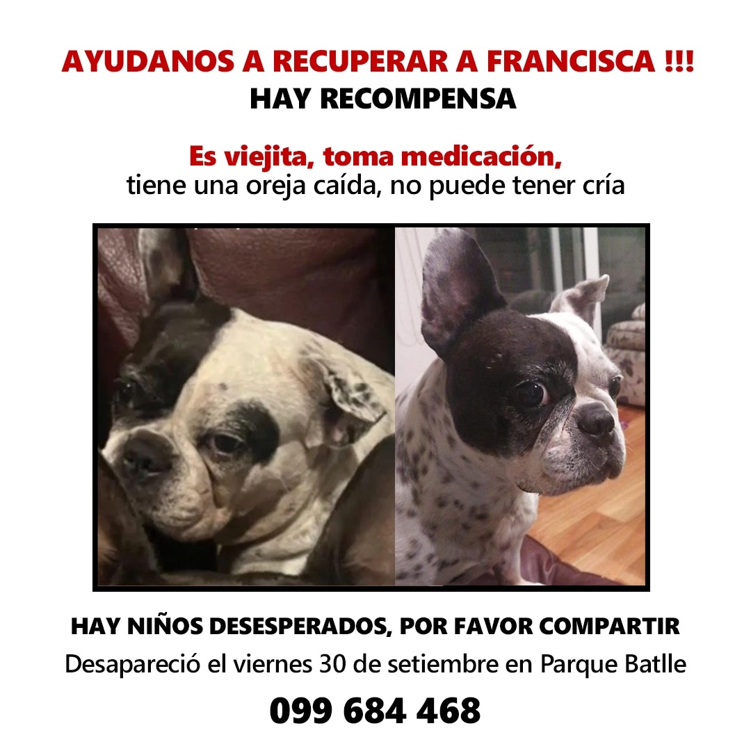 mlizasuain's tweet photo. POR FAVOR NECESITAMOS MUCHOS RT!!! 
@ANMcomUY @perros_uy @Animalesperdido @ASHcomUY @PA_Uruguay @ANIMALHELPUY @MascotasUruguay @apaelrefugio @LigaBichera @ElsaLevrero @AyudaAnimalUy @redbicheraof @PerdidosEncont @Subrayado @TelenocheUy https://t.co/EXyIVjGl0C