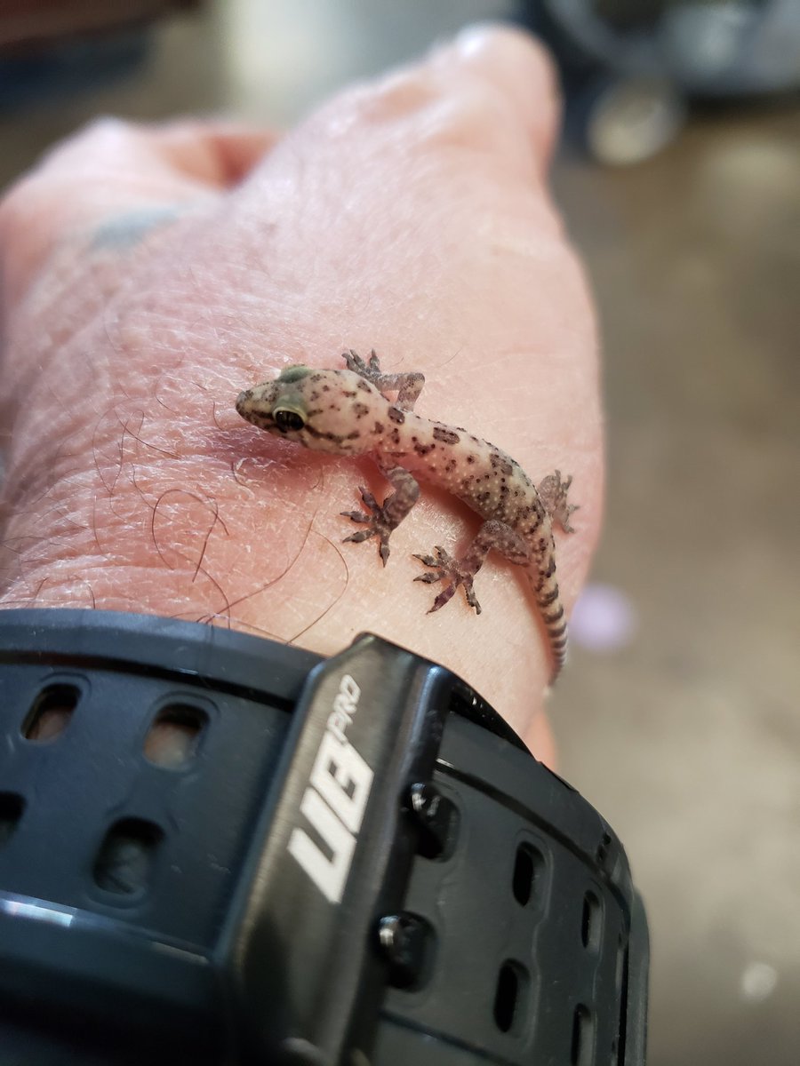 tmgamble68's tweet photo. #babygecko #littlelizard #gecko https://t.co/Bg3jP1gwKL