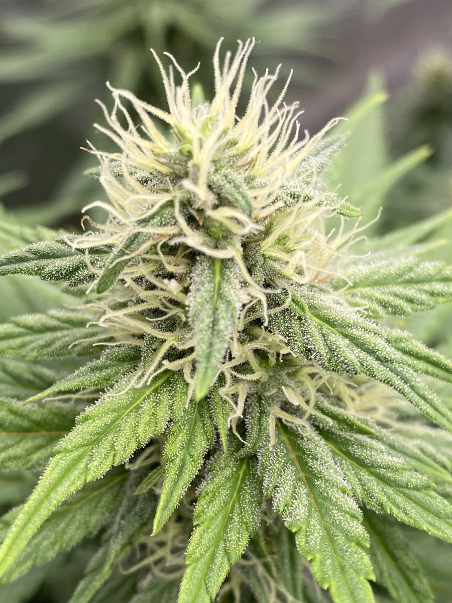Blueberry from <a href="/SeedsmanSeeds/">Seedsman</a>    Stay frosty my friend!!!