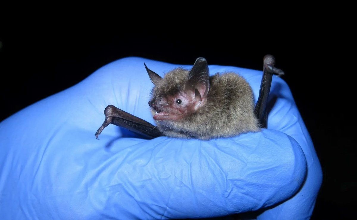 UC_SOIT's tweet photo. #SoIT Professor & ecologist Joe Johnson joined @917wvxu Cincinnati Edition to discuss local bats & their contributions to our environment; as well as research tracking bat populations & what we can do to help. https://t.co/o4CazH5cVA
#SolvingProblemsWithTechnology https://t.co/OC53zI1x49