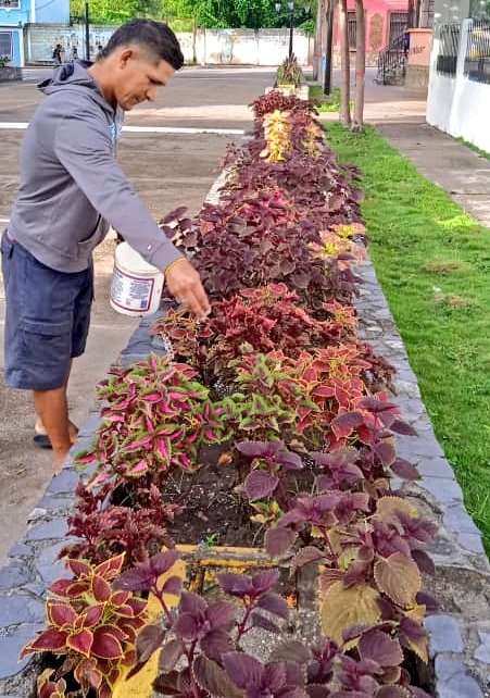 acosta_alcaldia's tweet photo. #3Otc| Personal de la Alcaldía de Acosta aplicó hoy fertilizantes a plantas ornamentales de la plaza Bolivar de San Antonio. @ChuoVelasquez Alcalde. #ServiciosGenerales https://t.co/ecAh0nT0aK