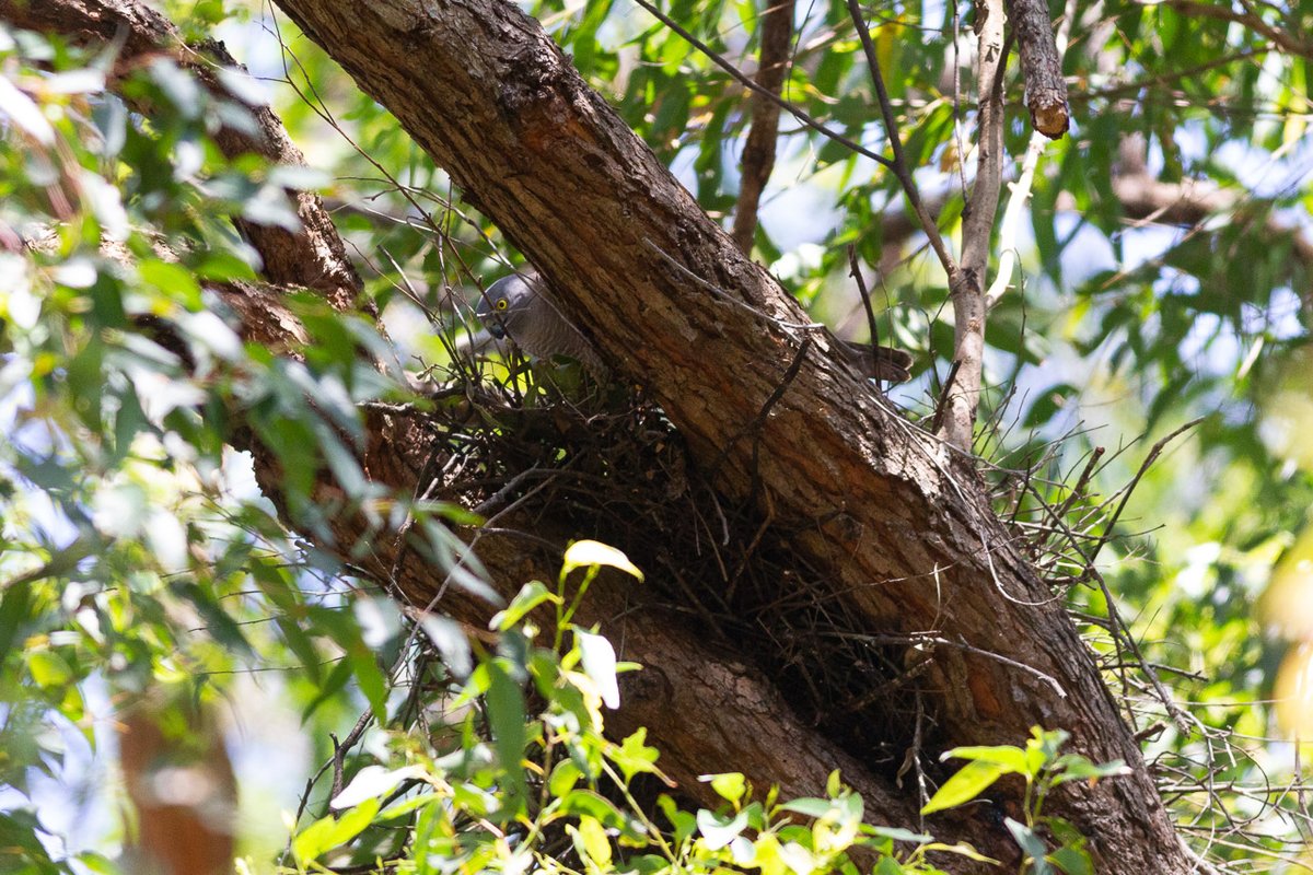 de_uql's tweet photo. I have Brown Goshawks nesting in the tree out the front of my house :)

They're very high up, and this is pretty much the only angle you can get on them. 
#bird #BirdOfPrey #BrownGoshawk https://t.co/ryMdbtQMeA