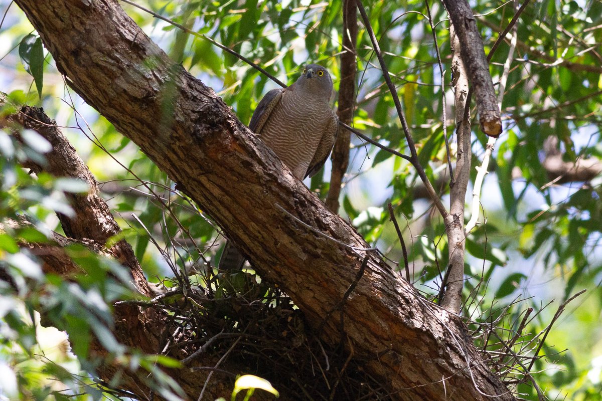 de_uql's tweet photo. I have Brown Goshawks nesting in the tree out the front of my house :)

They're very high up, and this is pretty much the only angle you can get on them. 
#bird #BirdOfPrey #BrownGoshawk https://t.co/ryMdbtQMeA