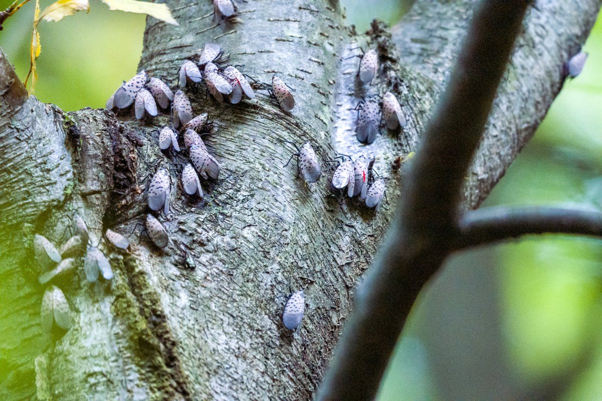 grapetweets's tweet photo. Spotted lantern flies spotted high on a tree off the Appalachian trail near Albany, Pennsylvania https://t.co/LRTw4ObvRs
