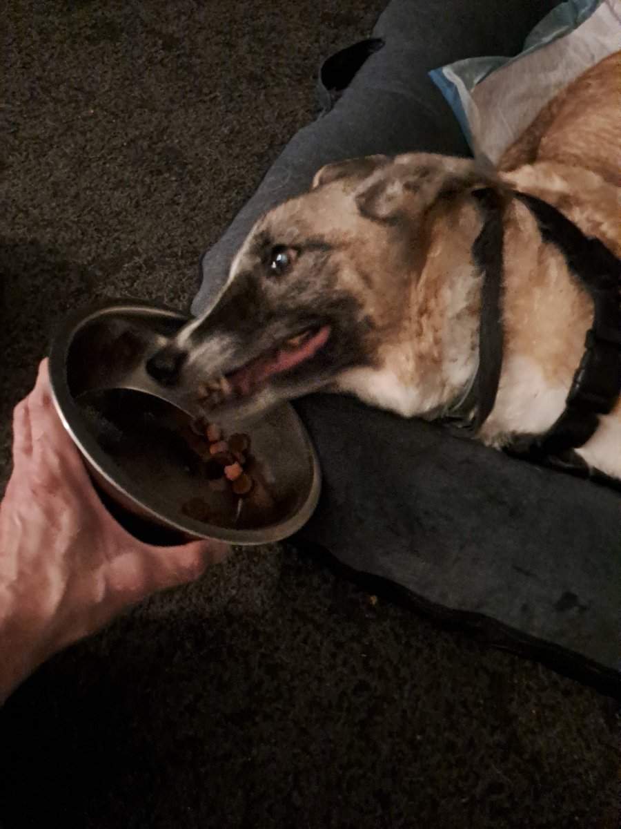 J52Wallusch's tweet photo. Today in my >>Funkcja the #Senior #Pup<< series:
Supper Is Served.
#DogsofTwittter
#DogsofFootball π
#DogsofRugby π https://t.co/Ul9acHCpOV
