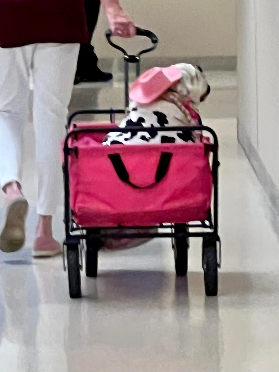 kufammed's tweet photo. Meet Betty White! She provides love, comfort, and smiles to patients around KU and to our Family med team! https://t.co/eGgLrc5OCg