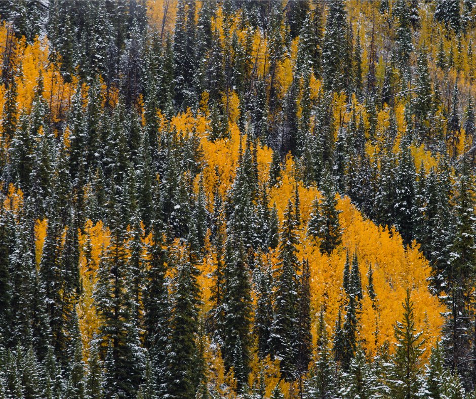 IkonPass's tweet photo. It's that legendary time of year at #TheLegend when the fall colors combine with the first snow. @Arapahoe_Basin kicked off October with a fresh new look, and winter is right around the corner. βοΈπ
πΈ Ian Zinner
#IkonPass #ABasin #LetsLegend #LegendaryForAReason https://t.co/kBFDx7JOxB