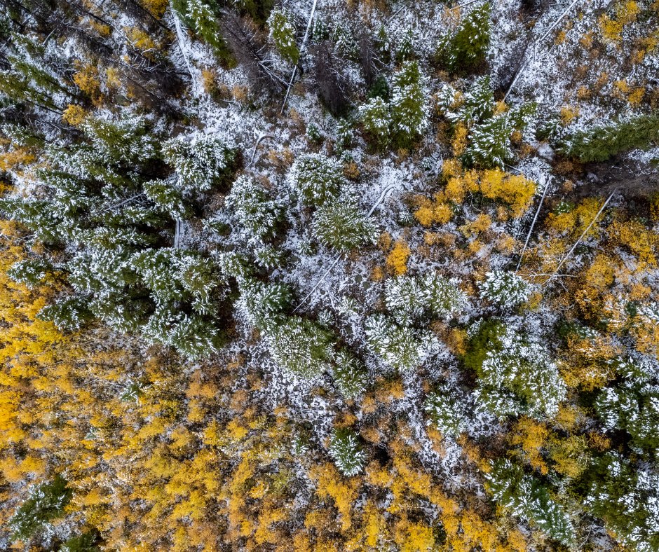 IkonPass's tweet photo. It's that legendary time of year at #TheLegend when the fall colors combine with the first snow. @Arapahoe_Basin kicked off October with a fresh new look, and winter is right around the corner. βοΈπ
πΈ Ian Zinner
#IkonPass #ABasin #LetsLegend #LegendaryForAReason https://t.co/kBFDx7JOxB