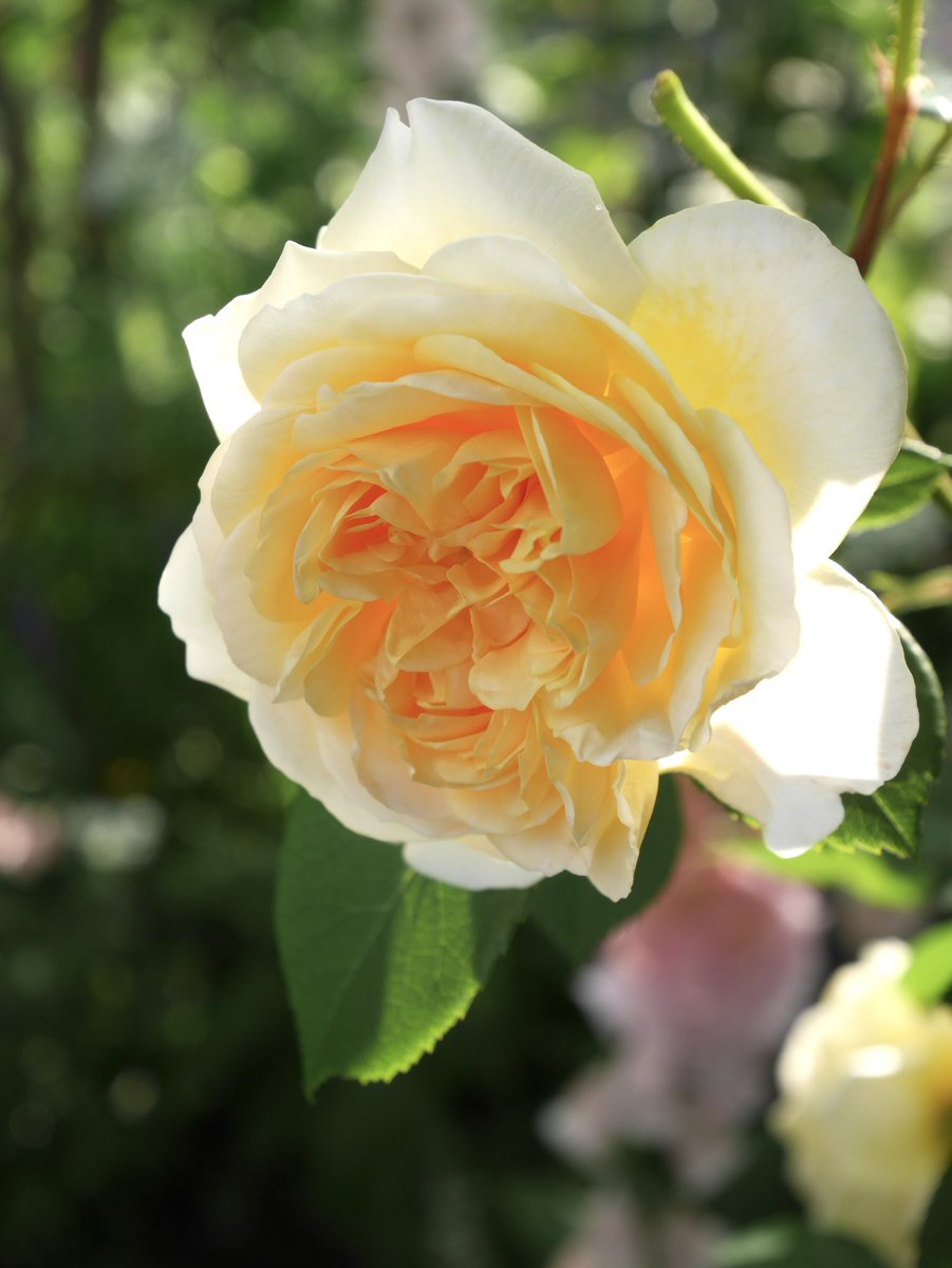 rose_runner's tweet photo. おはようございます
春のお庭より
#ティージングジョージア
秋の開花まで我が家の品種紹介(No.21)
耐病性も樹勢も強いです
我が家では数少ないイングリッシュローズ
#TeasingGeorgia
#バラ https://t.co/OT5NLVwMGC
