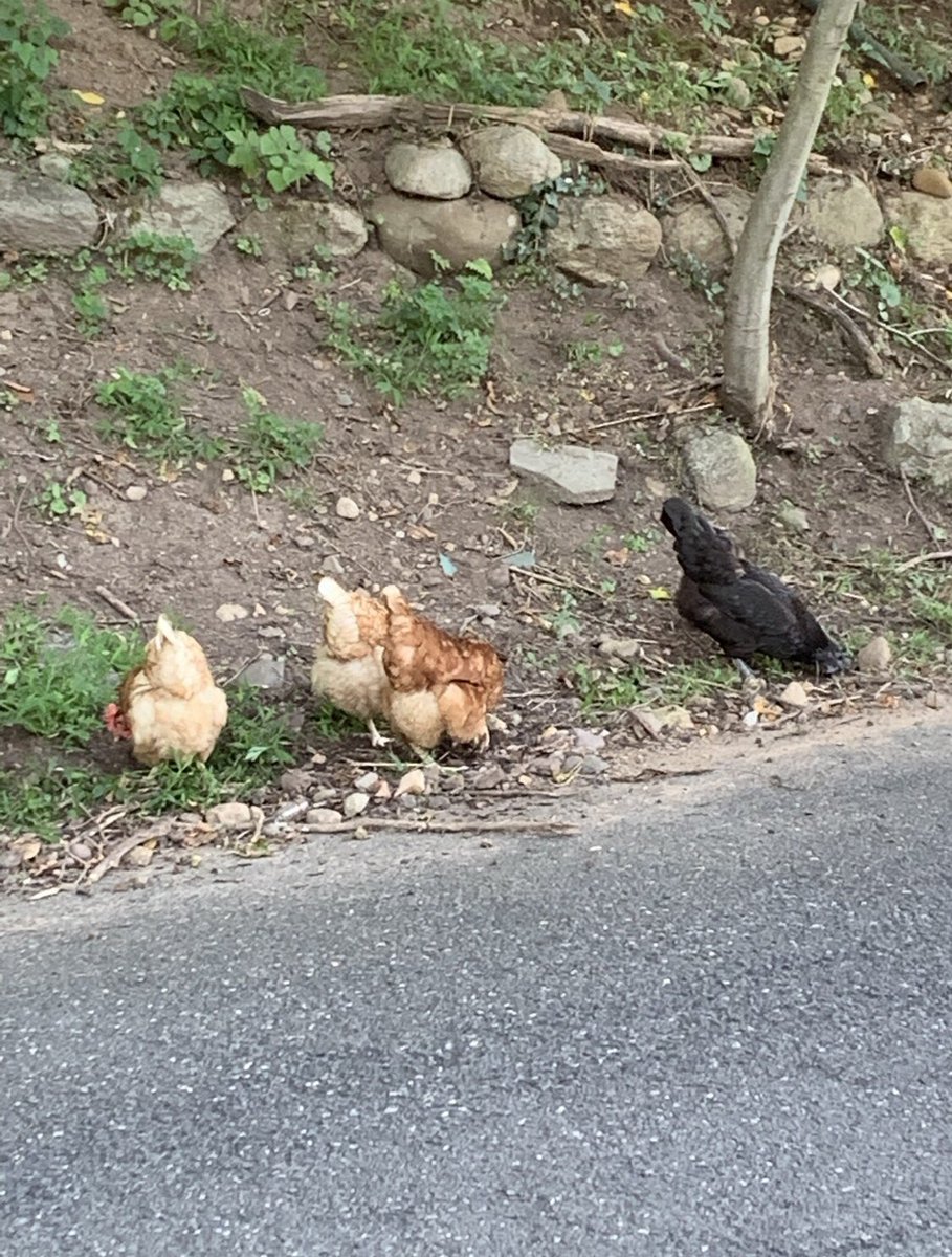 Pete66838907's tweet photo. My neighbor has these chickens. They never cross the road. #chickens #crosstheroad https://t.co/dtETCvMmsf
