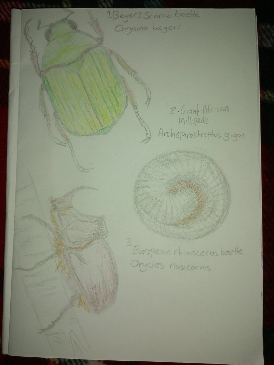 JackbeStrange's tweet image. Just today I discovered that 'Invertober' was a thing!?! And as a lover of inverts who's trying to encourage themselves to draw again, I decided better late then never! So, just before day 4 gets here, here are the 1st 3 days!
#Invertober2022 #invertibrates #bugs #drawing