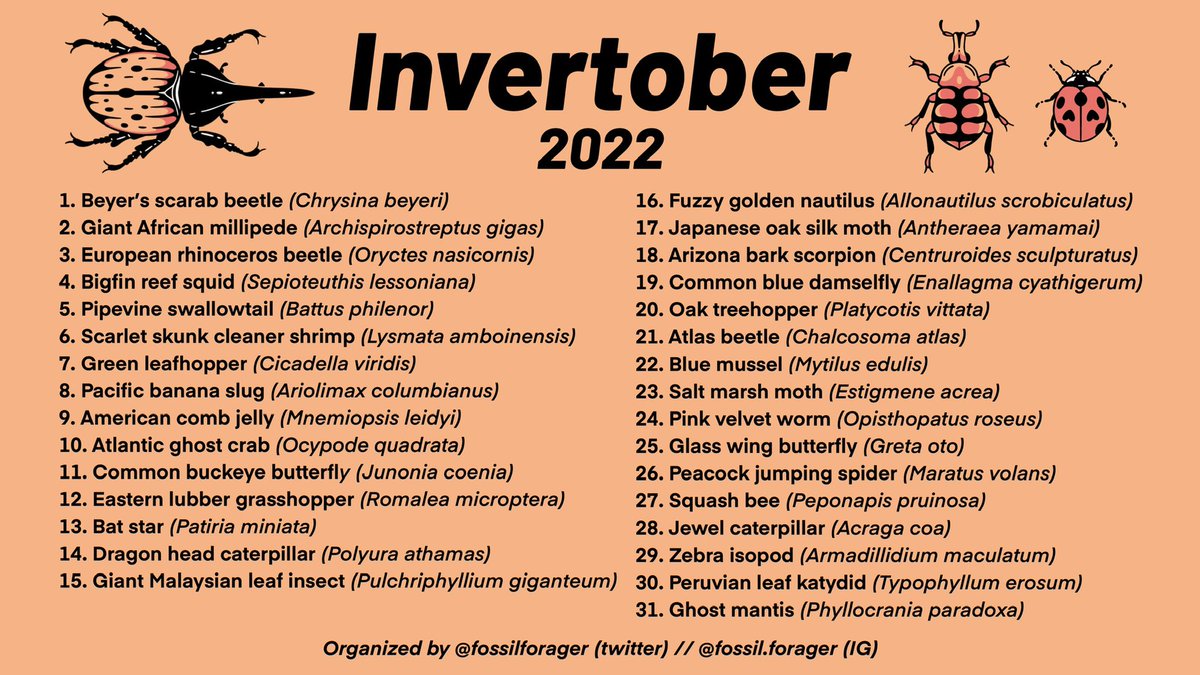 JackbeStrange's tweet image. Just today I discovered that 'Invertober' was a thing!?! And as a lover of inverts who's trying to encourage themselves to draw again, I decided better late then never! So, just before day 4 gets here, here are the 1st 3 days!
#Invertober2022 #invertibrates #bugs #drawing
