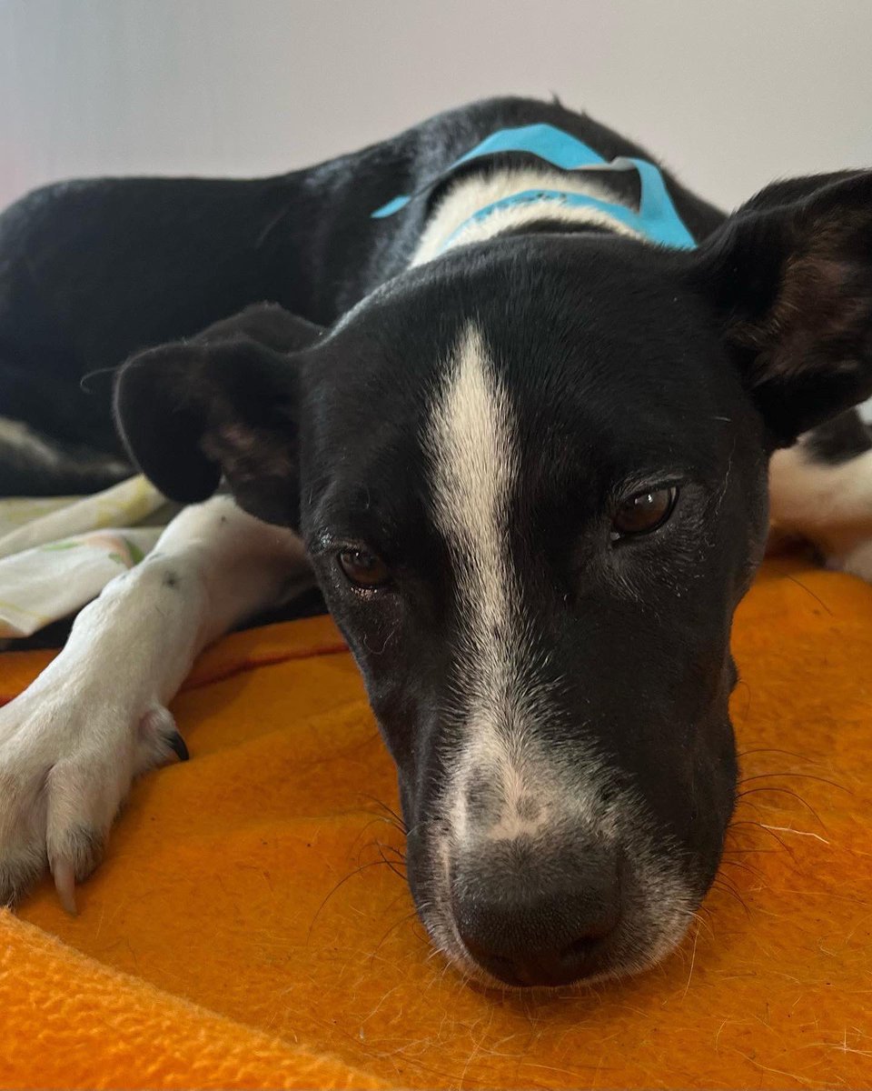 BrigadaSinRaza's tweet photo. Ayer en la campaña de esterilización de Acolman Negro y Tigre fueron abandonados💔 Anoche fueron resguardados pero hoy volverán a las calles😥 Si puedes darles hogar temporal o quieres que sean parte de tu familia escribe por Whatsapp  al 5611626401 🙏🏼 @ERIFERCA @AmorSinRaza https://t.co/pkPPKp8jfD